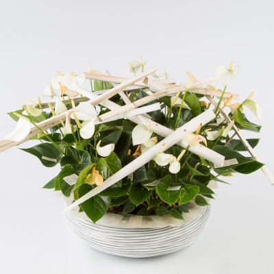 Een schaal vol Adios White