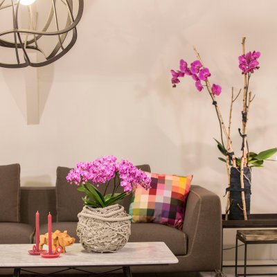 Kleurrijke orchideen in je interieur