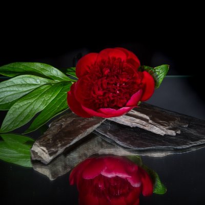 Nature's luxury: pioenroos 'Red Charme'
