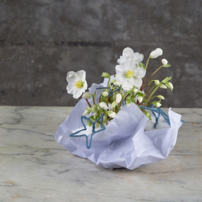 Helleborus in papieren schaal