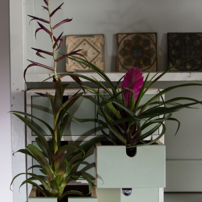 Combineer verschillende soorten Tillandsia