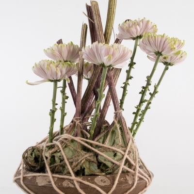 Chrysanten en groot hoefblad
