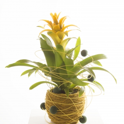 Guzmania met leuke twist