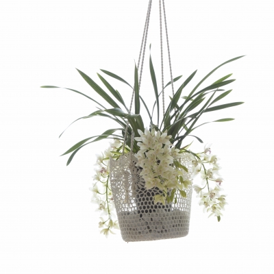 de Cascade Cymbidium als hangplant