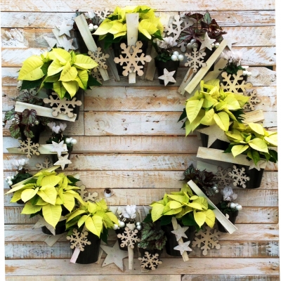 Moderne kerstkrans met Euphorbia