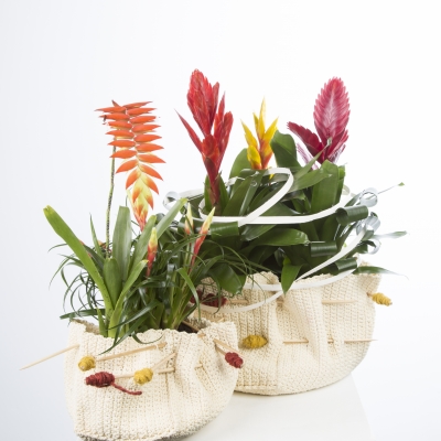 Bromelia's van Pim van den Akker