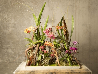 Klaus Wagener's Secret Orchid Garden