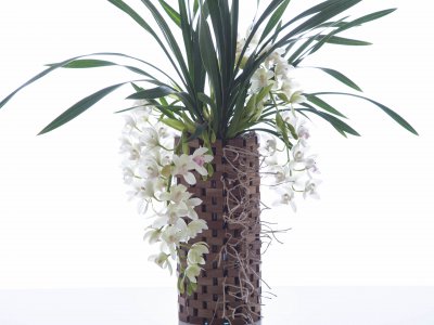 Prachtige Cymbidium in houten plantenpot