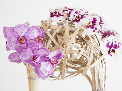 Close up met phalaenopsis op bijzondere constructie van hout