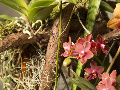 close up Secret Orchid Garden design van Klaus Wagener