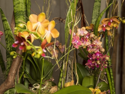 Secret Orchid Garden van Klaus Wagener - close up