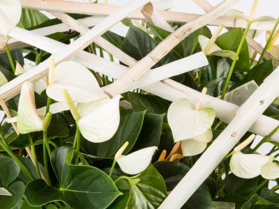 Een schaal vol Adios White - close up