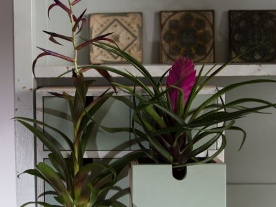 Combineer verschillende soorten Tillandsia