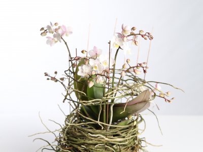Phalaenopsis design met luchtwortels