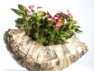 Krachtige basis voor sterke Anthuriums