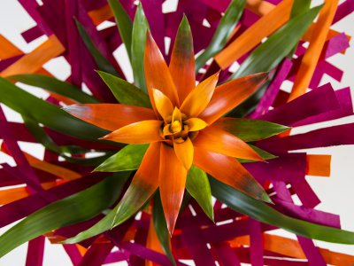 Zonnige Bromelia