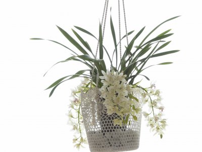 de Cascade Cymbidium als hangplant