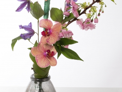 Phalaenopsis design 3-4