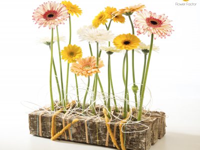 Gerbera compositie