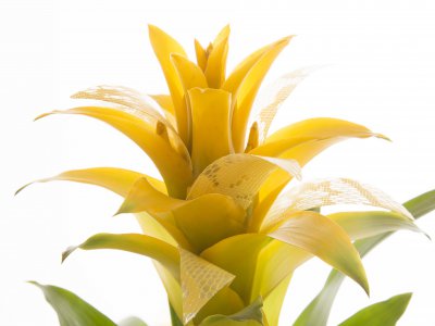Guzmania met extra details - close up