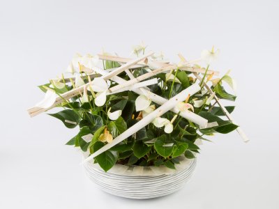 Een schaal vol Adios White