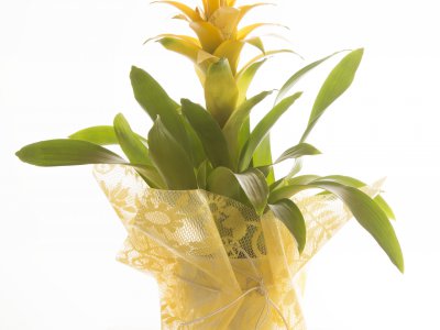 Guzmania met leuke extra details