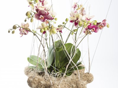 Met mos bedekte basis voor Phalaenopsis