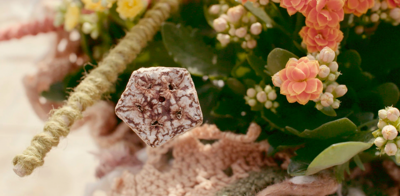 kleurrijk Kalanchoë design