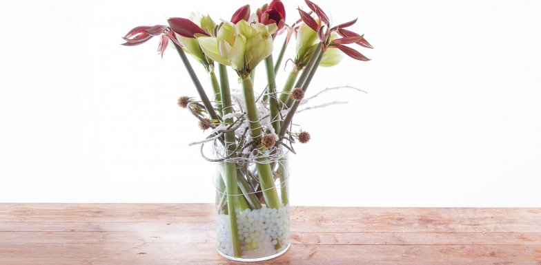 Amaryllis ontwerp