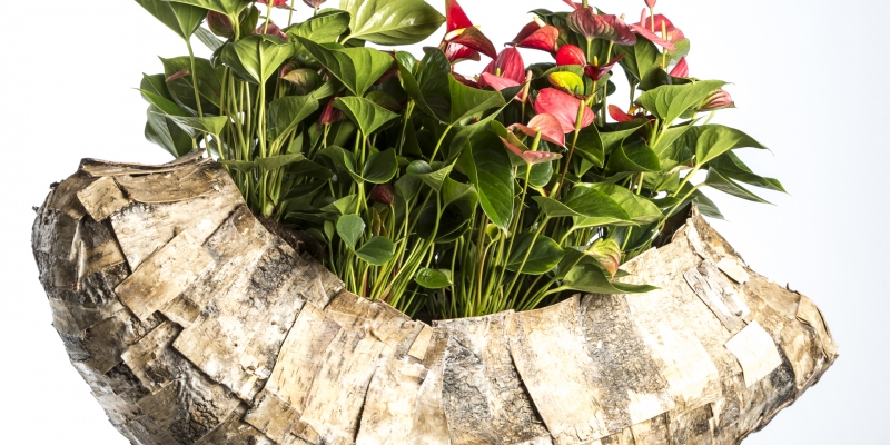 Krachtige basis voor sterke Anthuriums