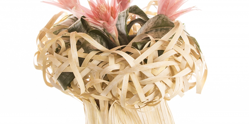 Aechmea Primera 'Flower Crown'