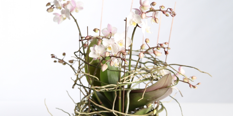 Phalaenopsis design met luchtwortels