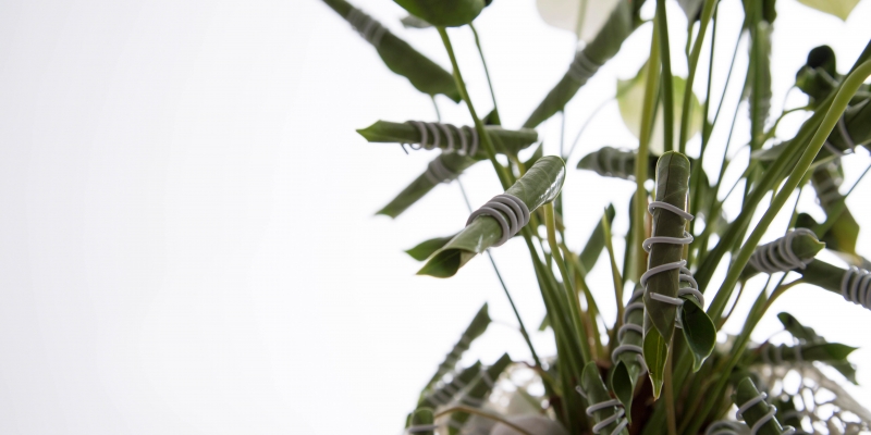 een Anthurium net even anders gestyled - close up