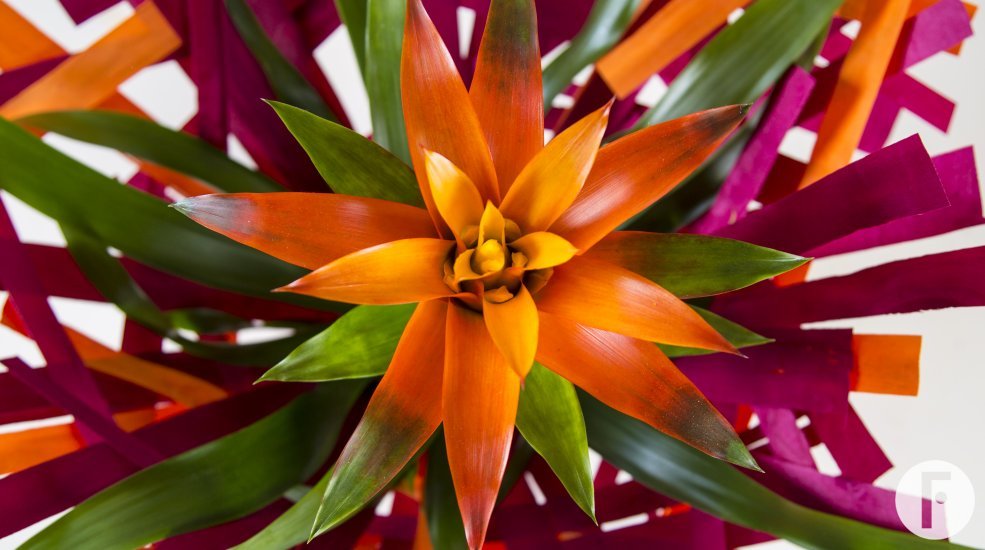 flower factor bromeliad sunshine