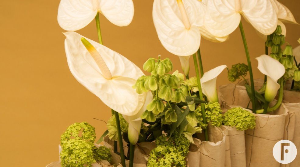 geertje anthurium