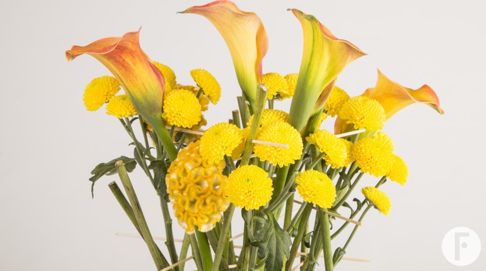 zentoo limoncello design close