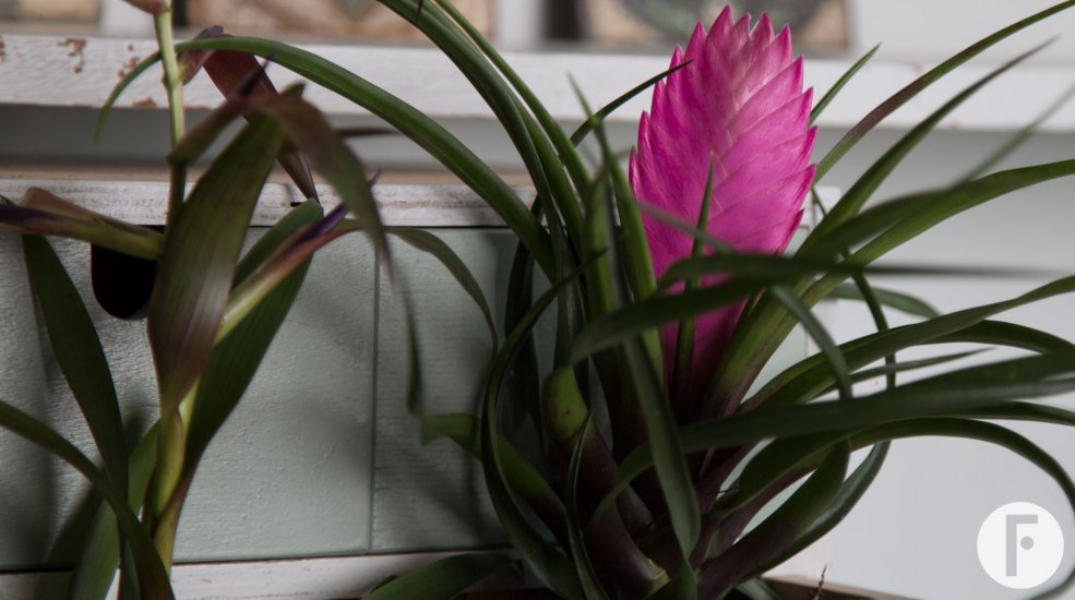 Bromelia at home 1.1