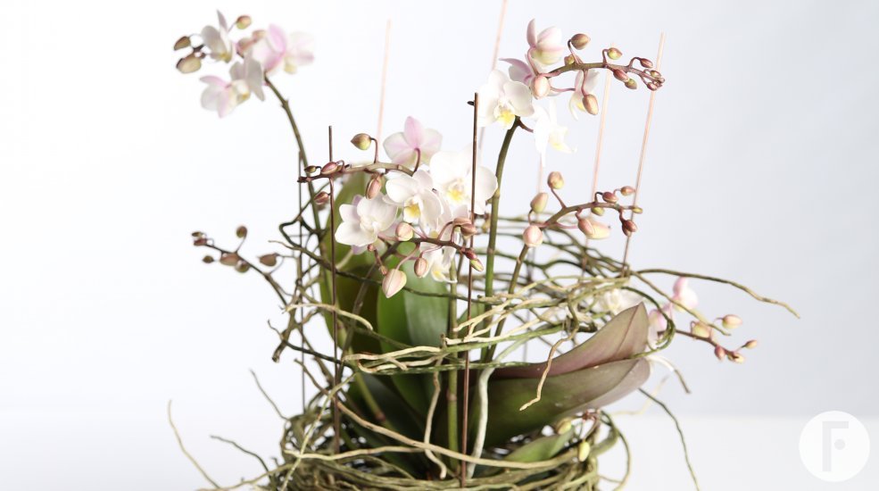 phalaenopsis design with roots
