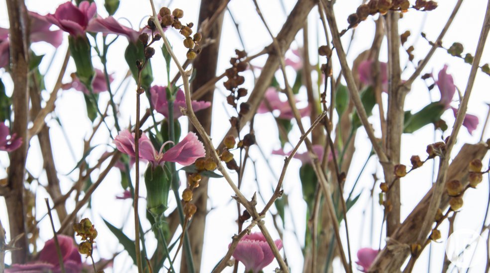 autumn design with Dianthus and berries by David Ragg Flower Factor close up bovenkant sRGB