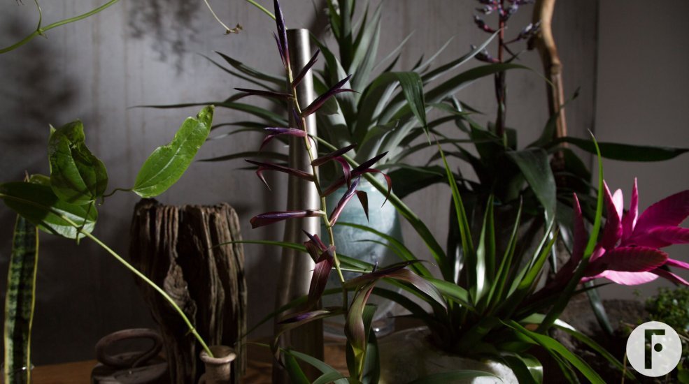 create an urban jungle