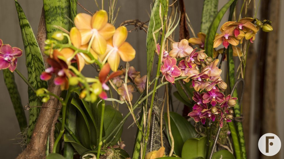 klaus wagener secret orchid garden close 631