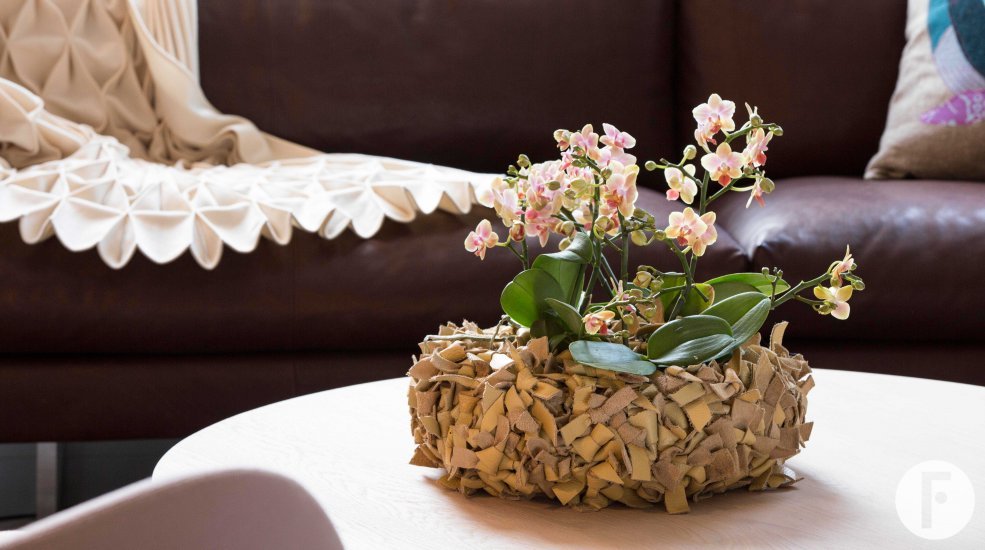 phalaenopsis opti mini in livingroom