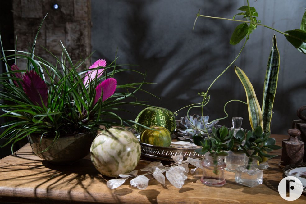 create an urban jungle tillandsia