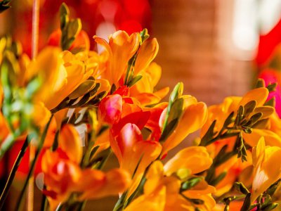 Flower Factor presenteert #FreestyleFreesia installatie op IPM 2019