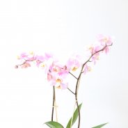 Phalaenopsis