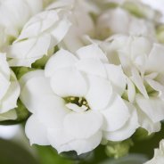 Kalanchoe wit1