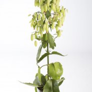 Kalanchoe 'Magic Bells'