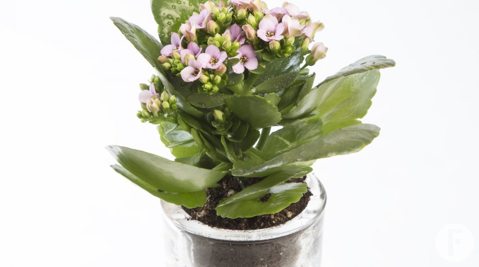 Kalanchoe lila