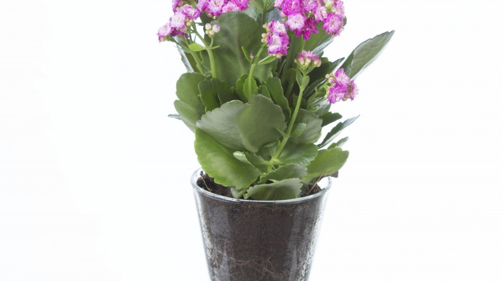 Kalanchoe fuchsia2