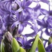 Hyacinth Blue